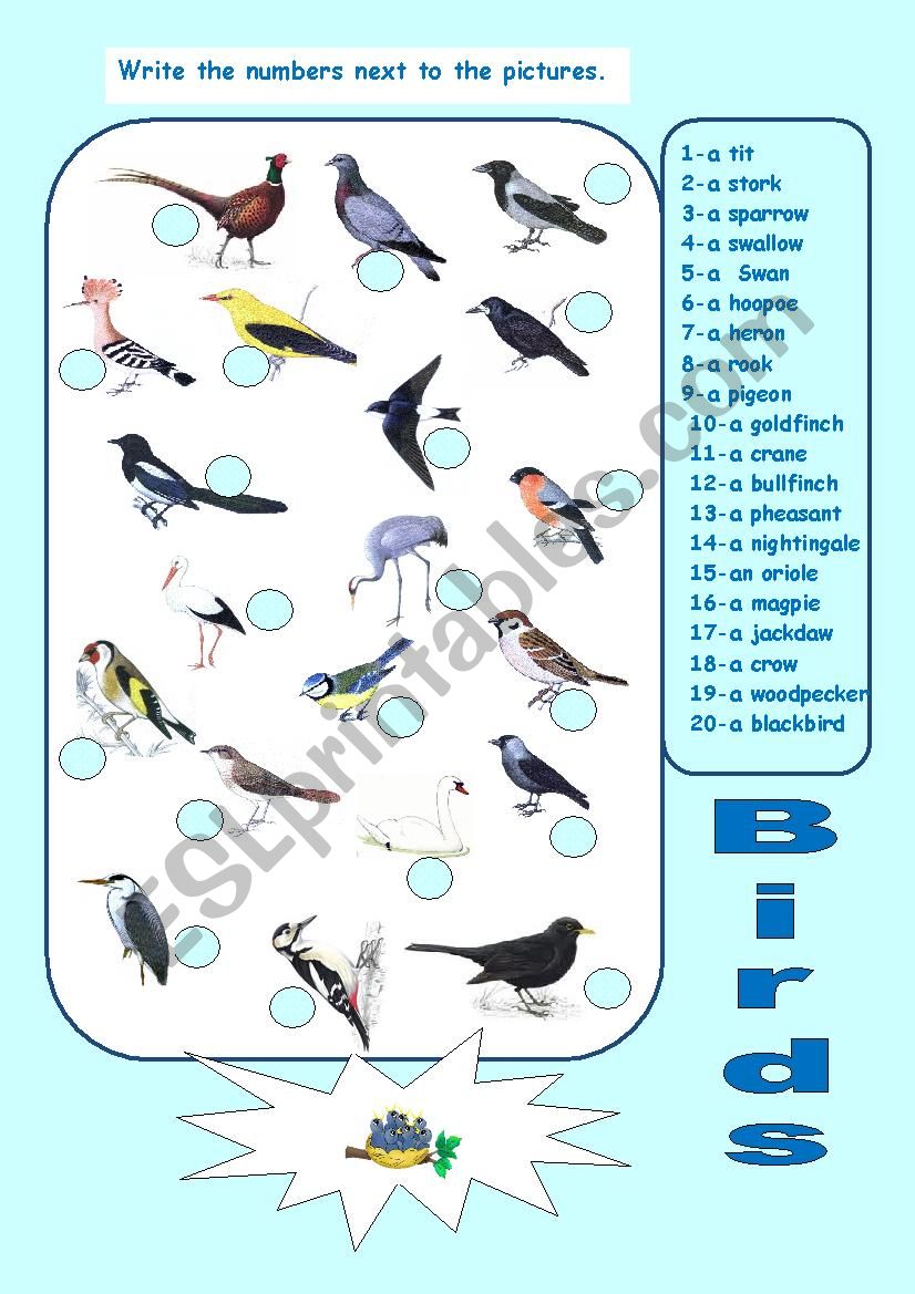 Birds from the Forest worksheet