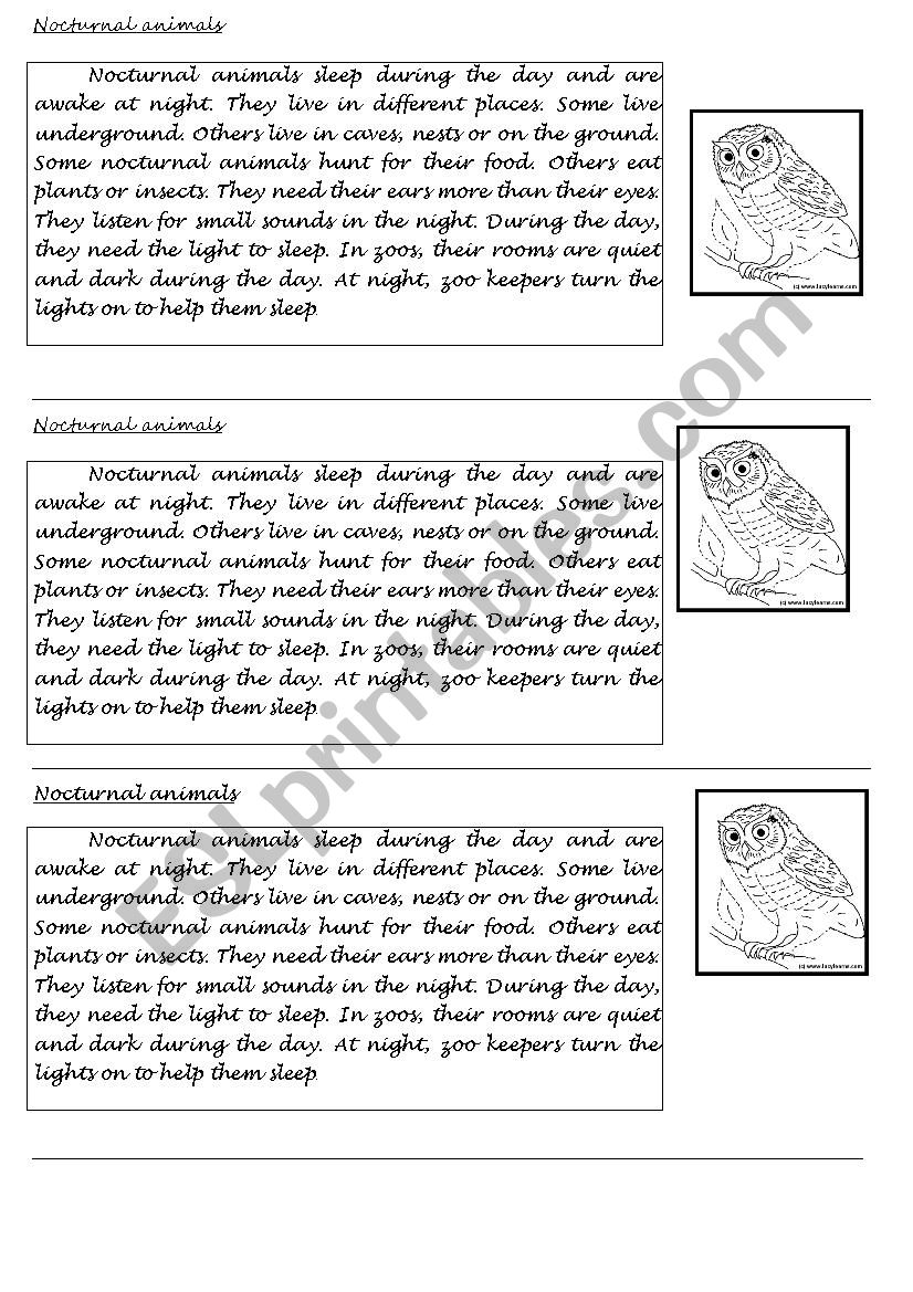 Nocturnal animals  worksheet