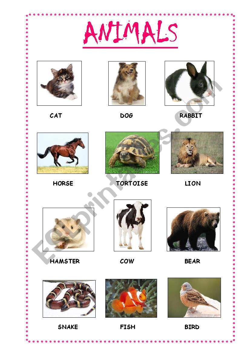 ANIMALS worksheet