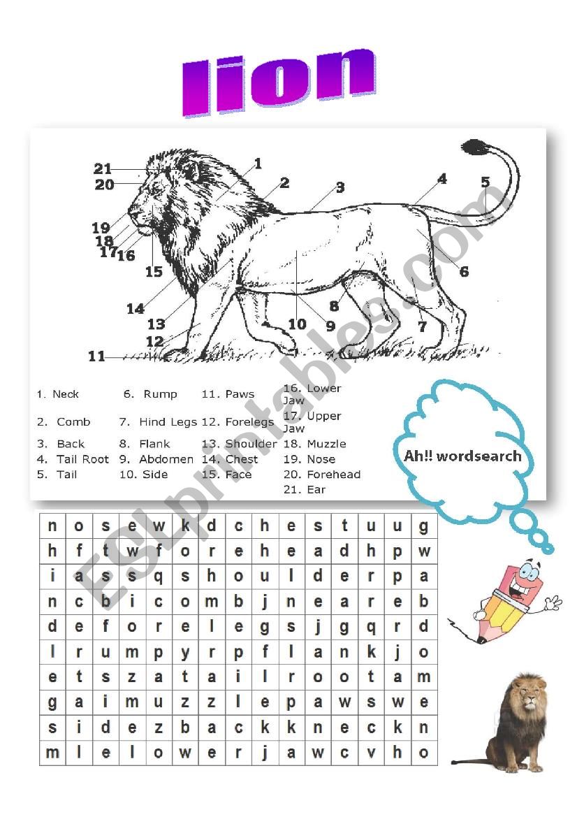 parts of lions body worksheet