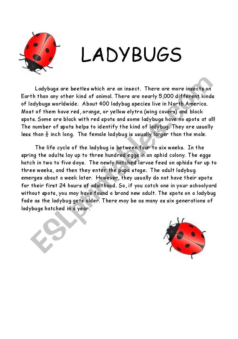 Ladybug comprehension and quiz