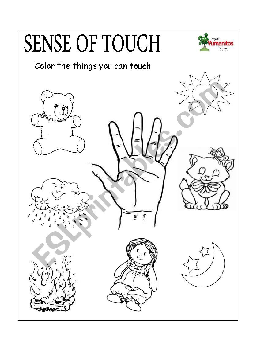 Sense of Touch and Smell worksheet