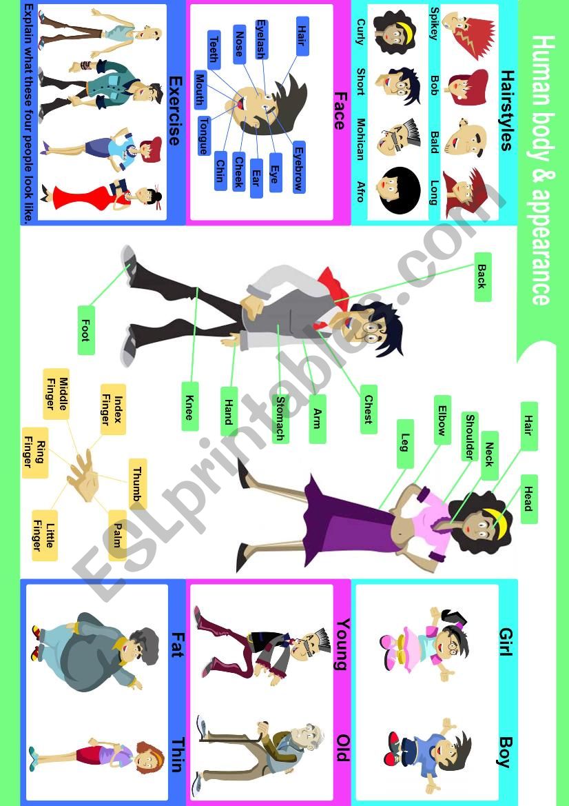 Human body parts & appearance worksheet