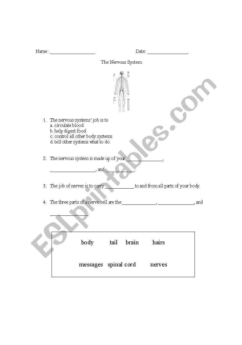 Nervous System Worksheet worksheet