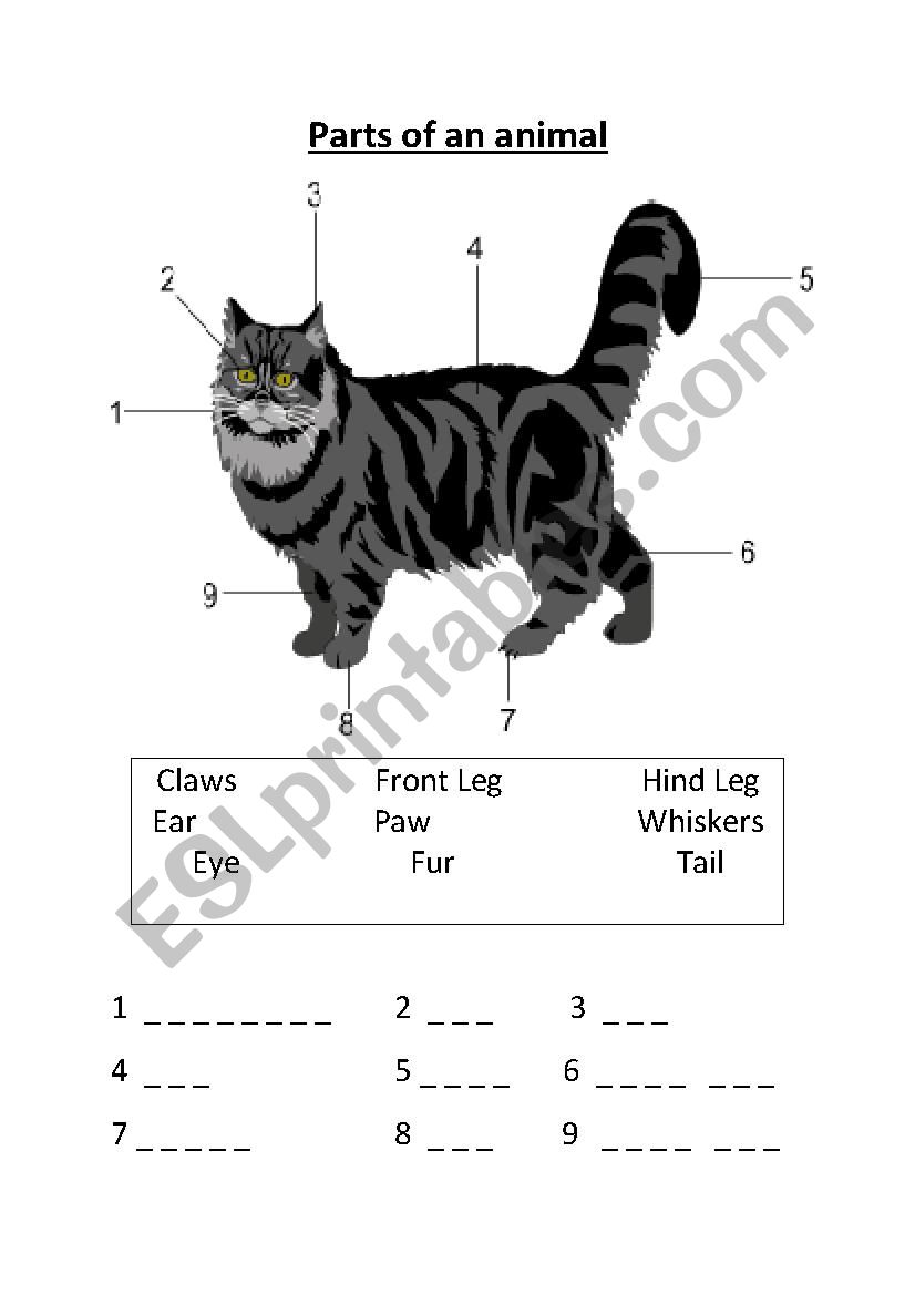 Animal body parts. worksheet