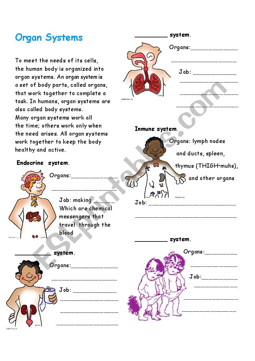 Organ systems worksheet