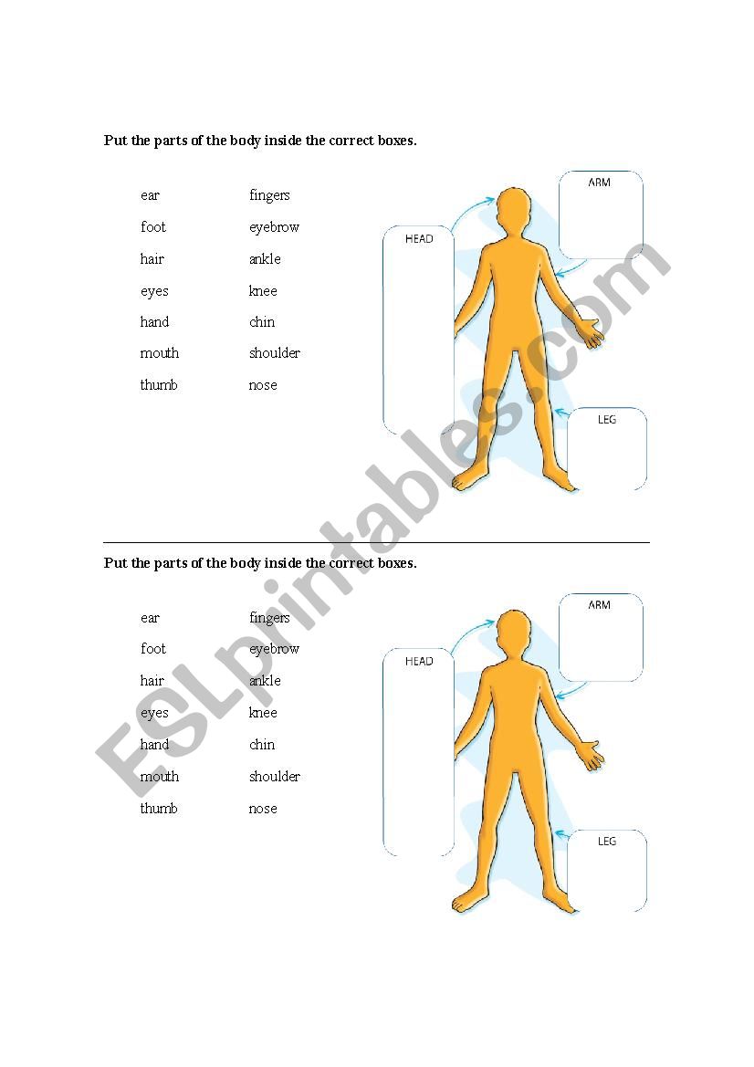 Parts of the body worksheet