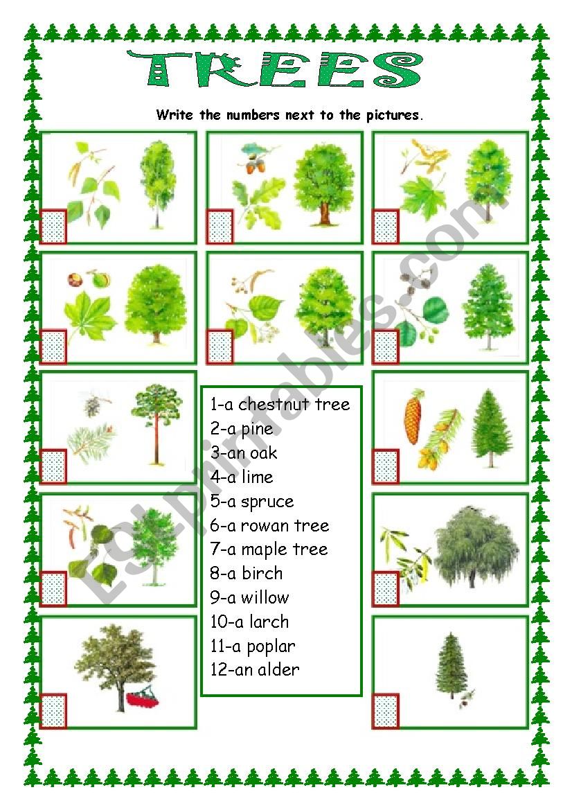 Trees ESL Worksheet By Monika 79 Trees ESL Worksheet By Monika 79