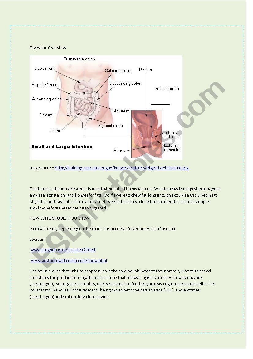 Digestion Overview worksheet