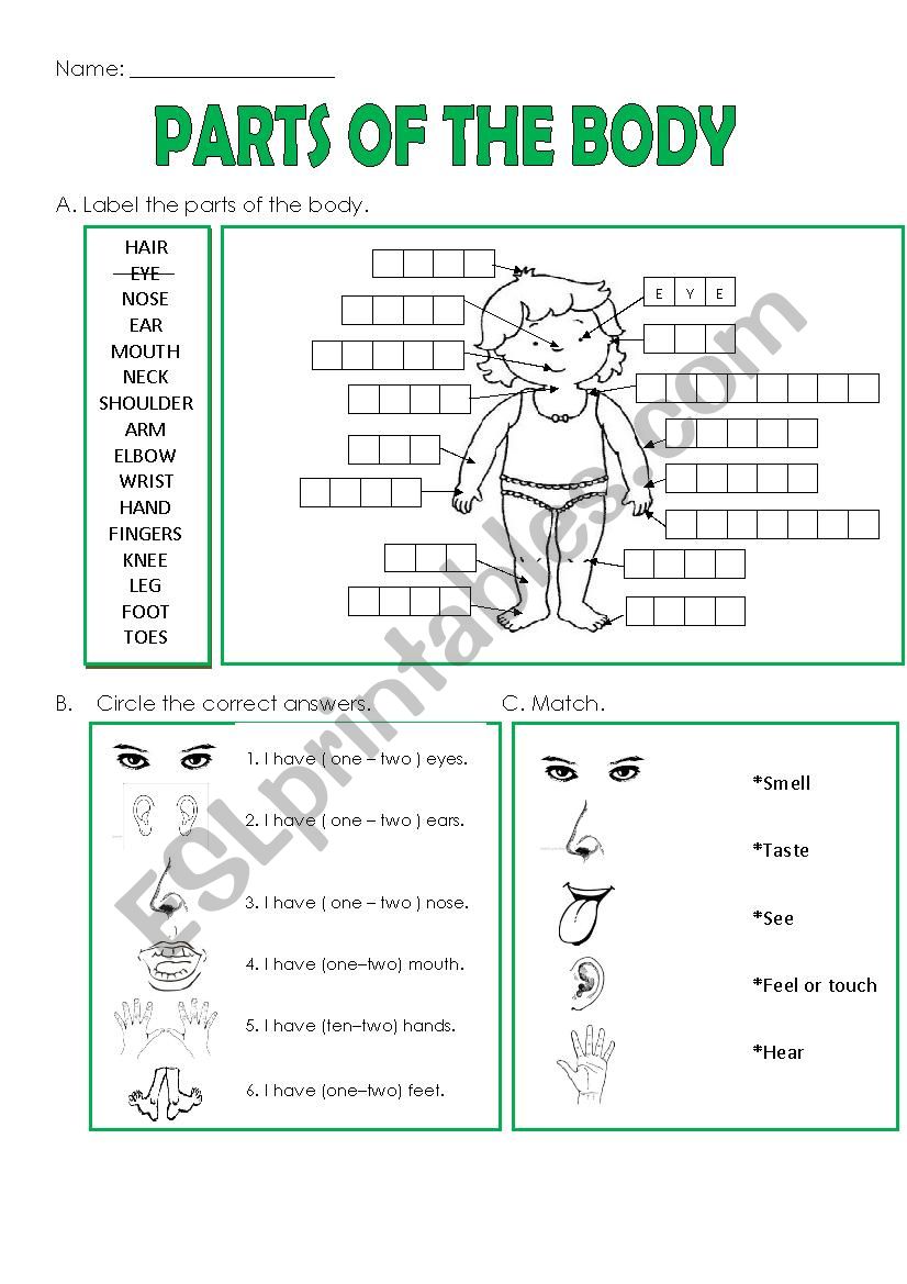 PARTS OF THE BODY worksheet