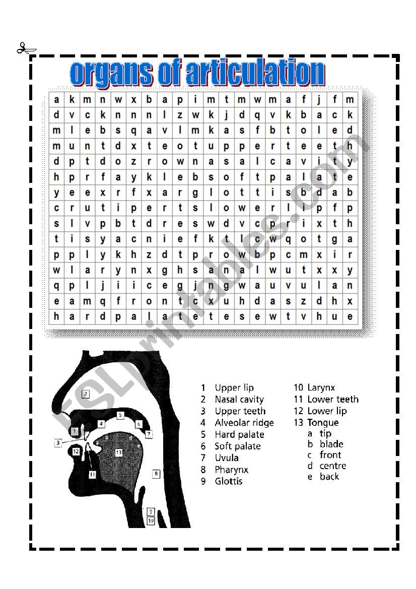 organs of articulation worksheet