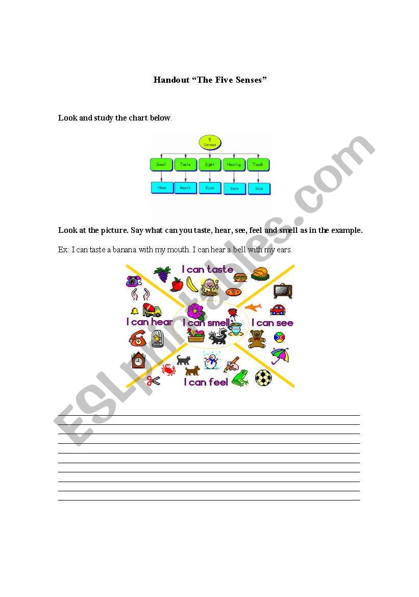 The Human Senses worksheet