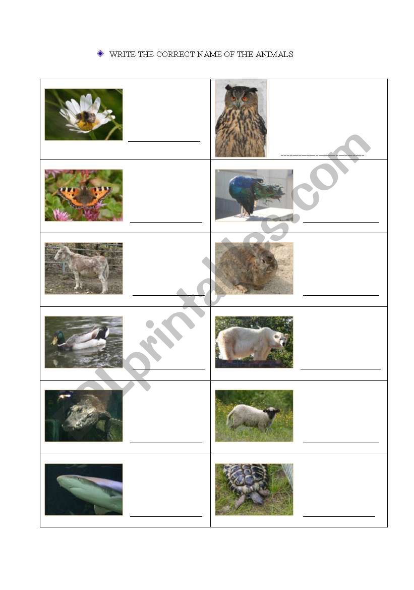 Which are there animals? worksheet