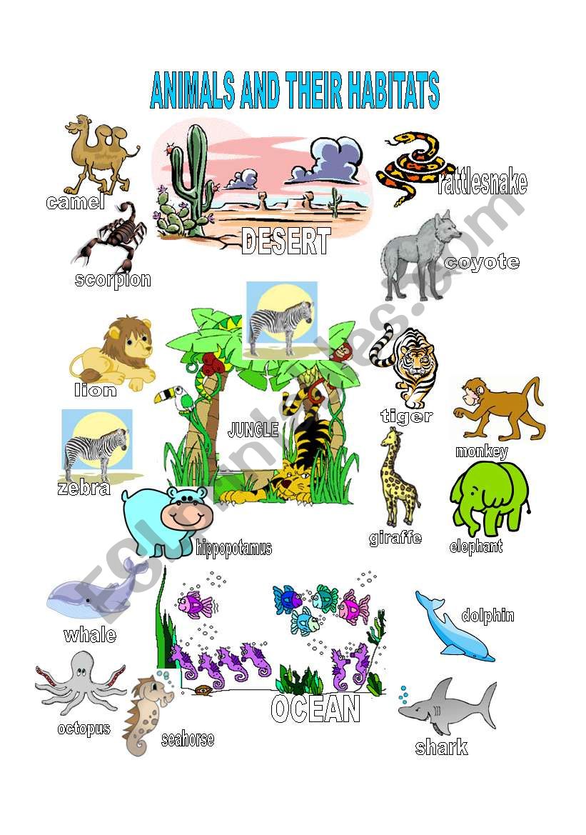 Animals and their habitat worksheet