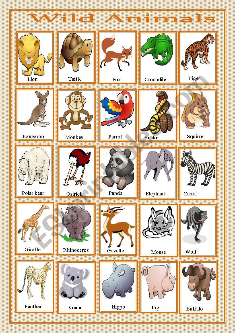 wild animals pictionary worksheet