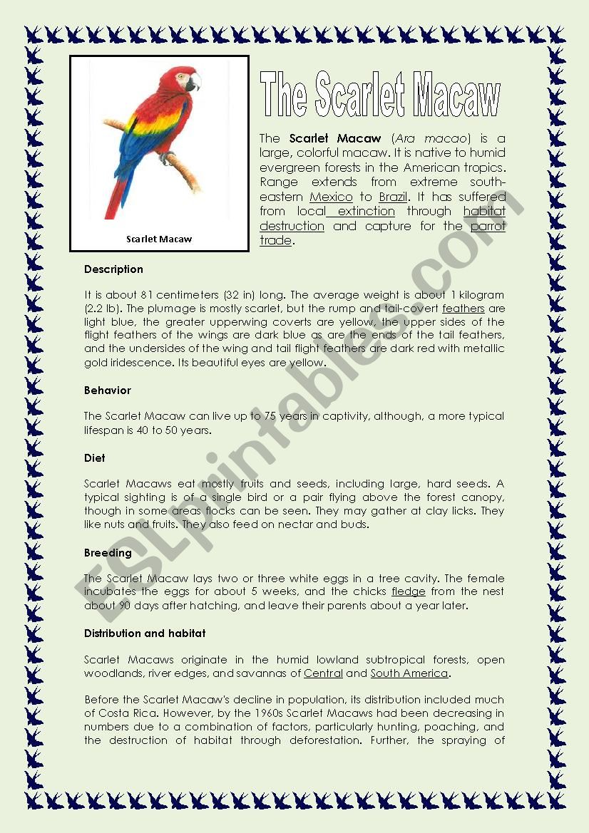 READING: THE SCARLET MACAW worksheet