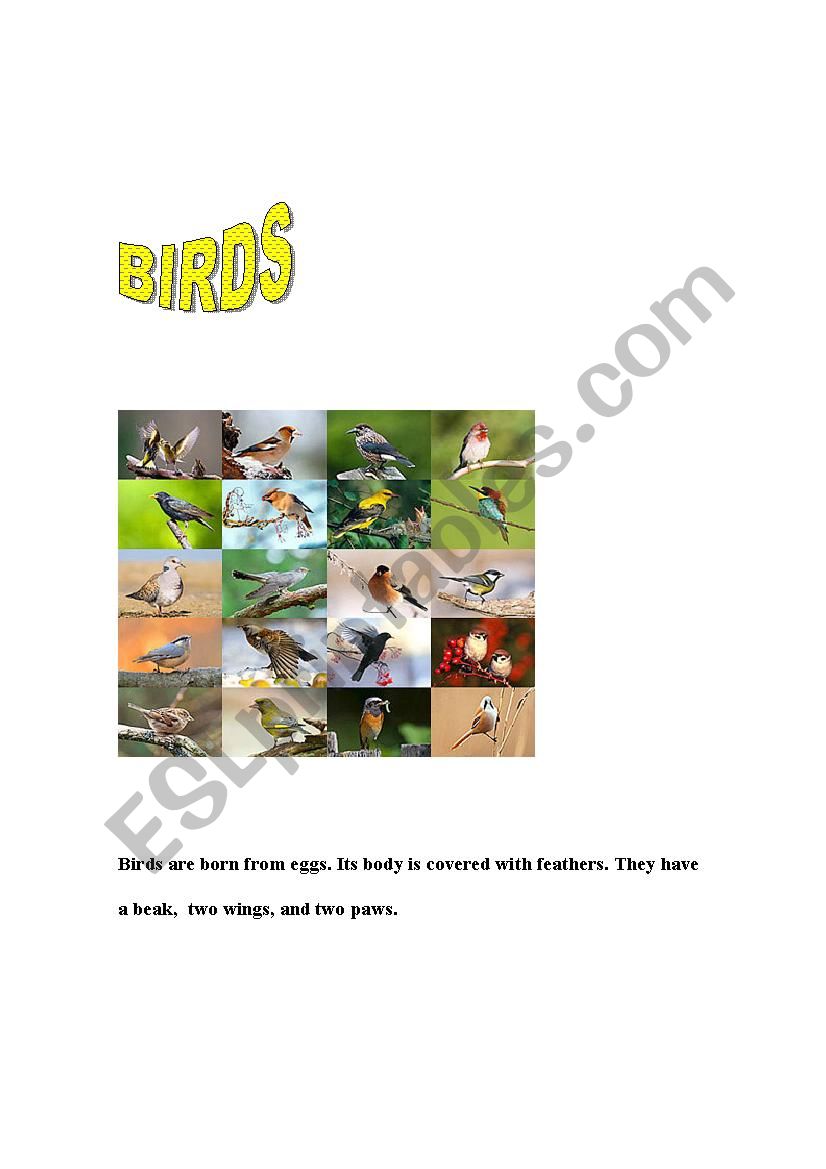 BIRDS worksheet