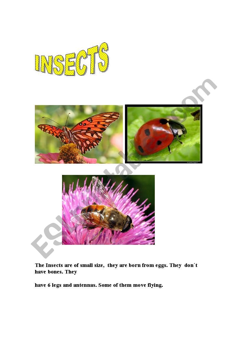 INSECTS worksheet