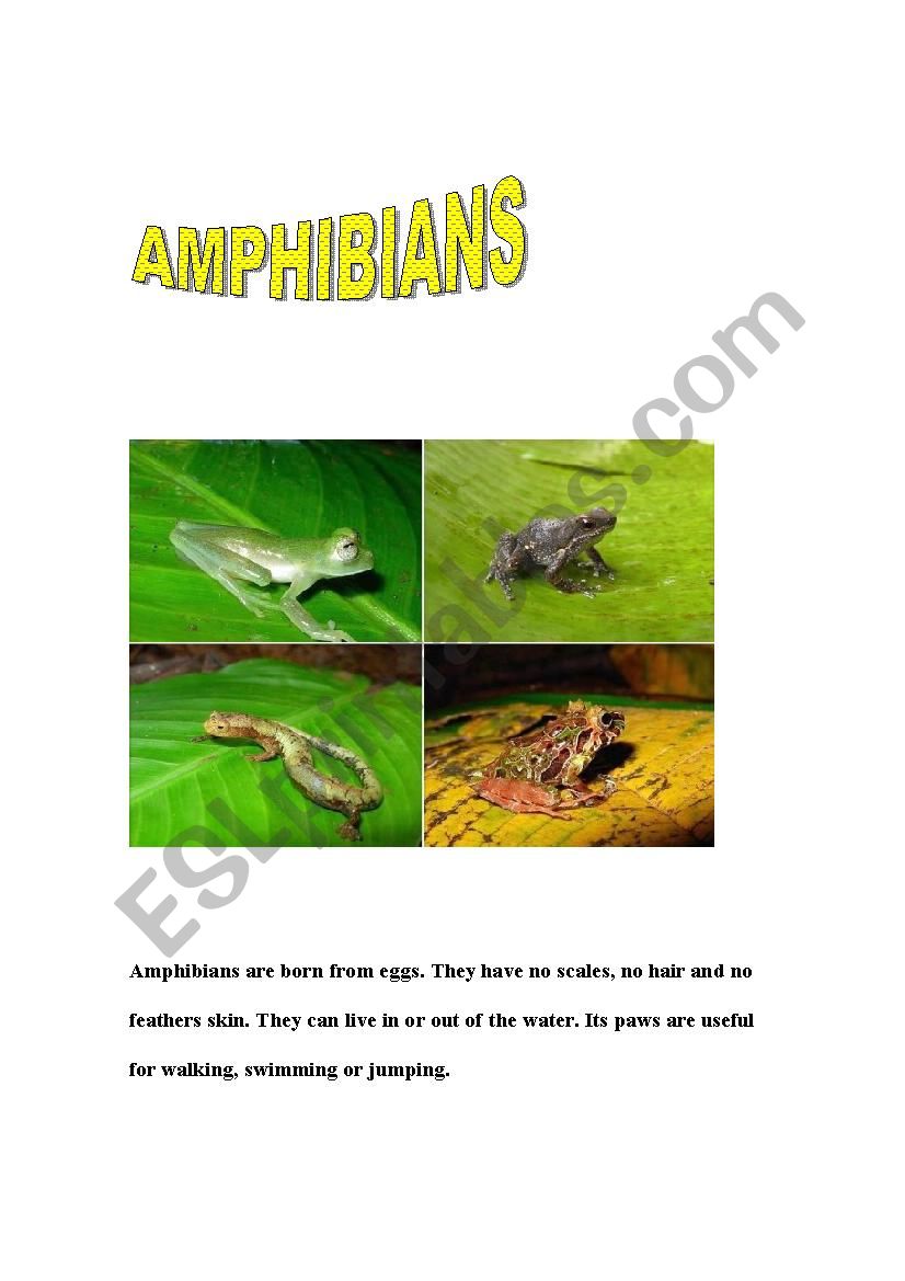 ANPHIBIANS worksheet