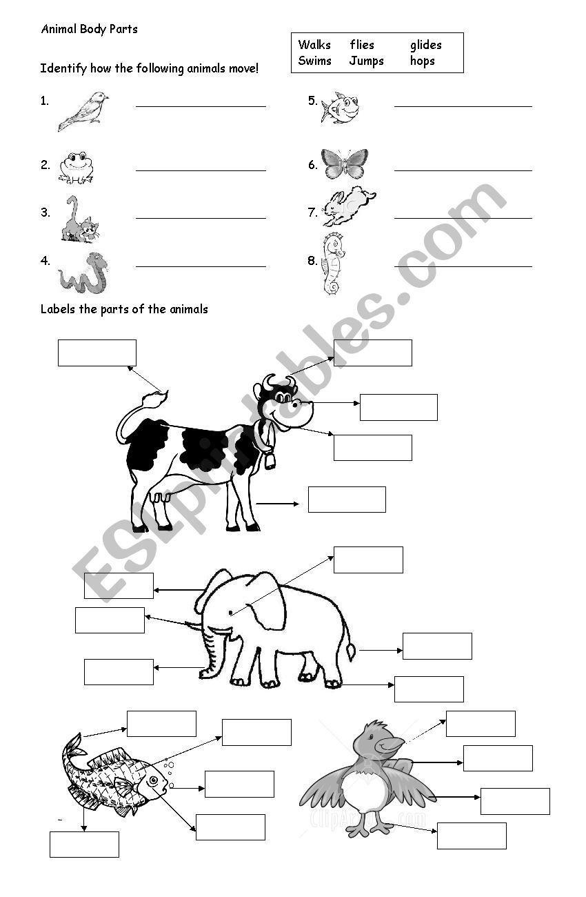 Animal Body Parts  worksheet