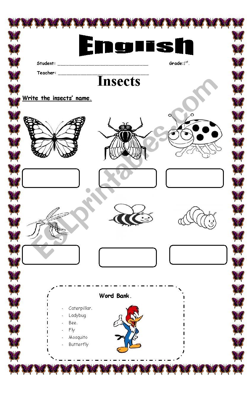 insect worksheet