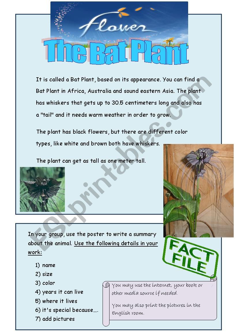 a bat plant worksheet