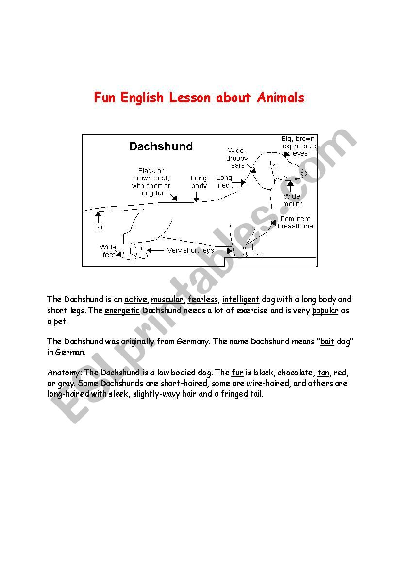 Anatomy of Toy Dogs worksheet