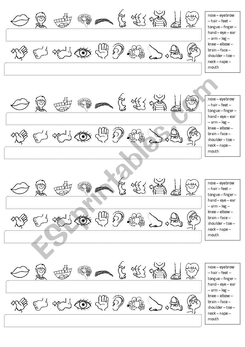Activity parts of body worksheet