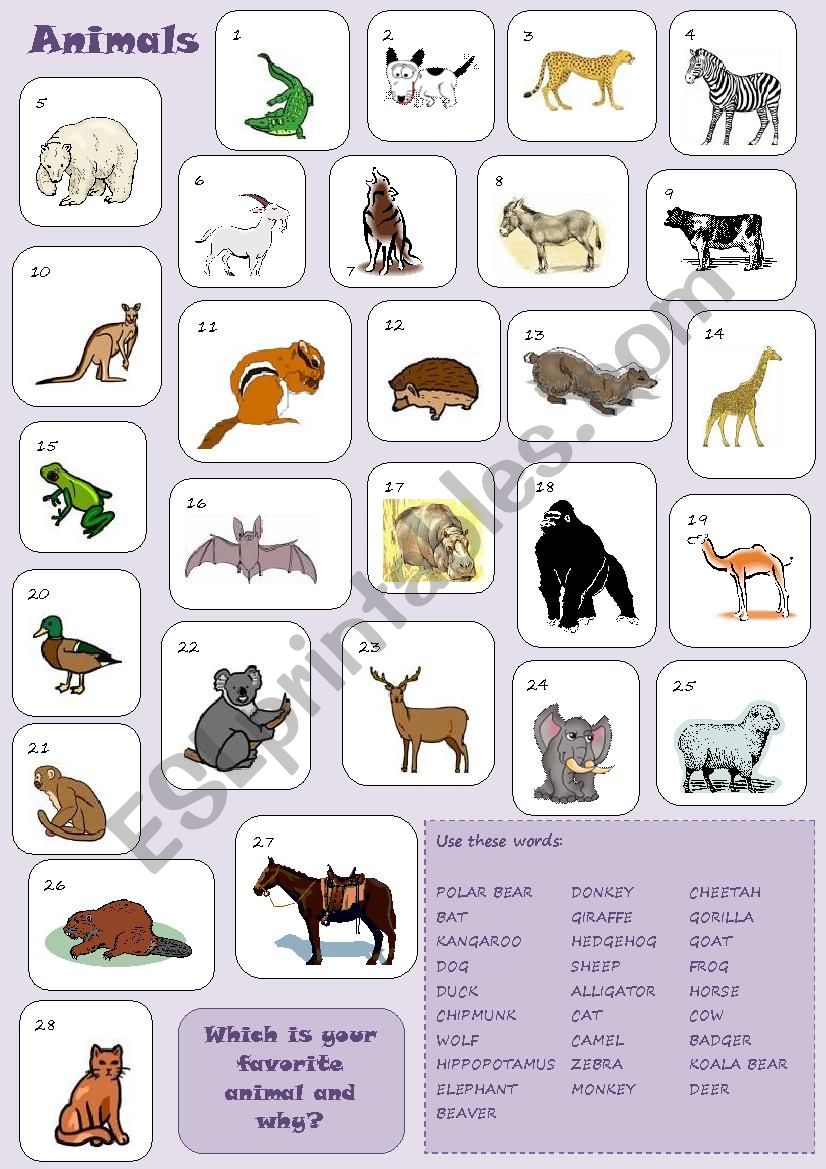 ANIMALS worksheet