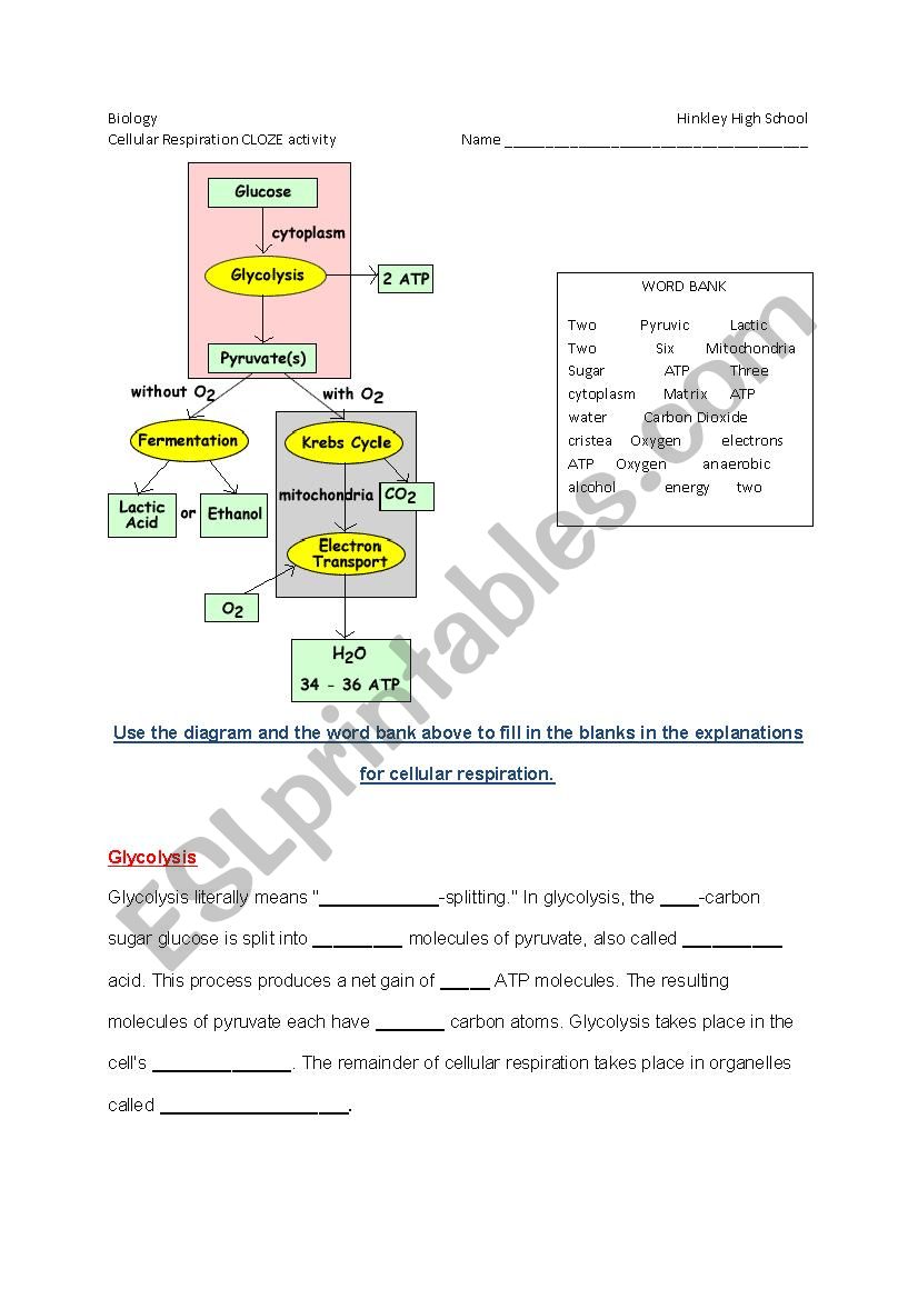 Cellular Respiration CLOZE activity