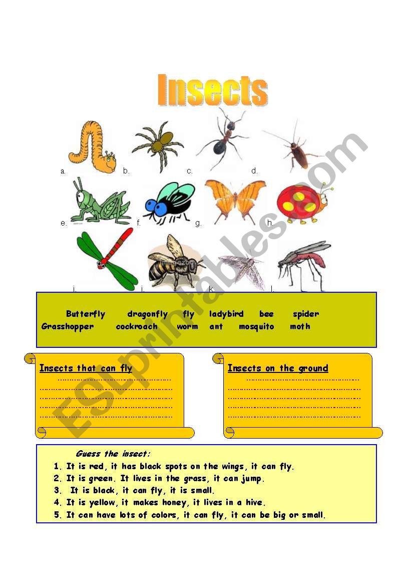 Insects worksheet