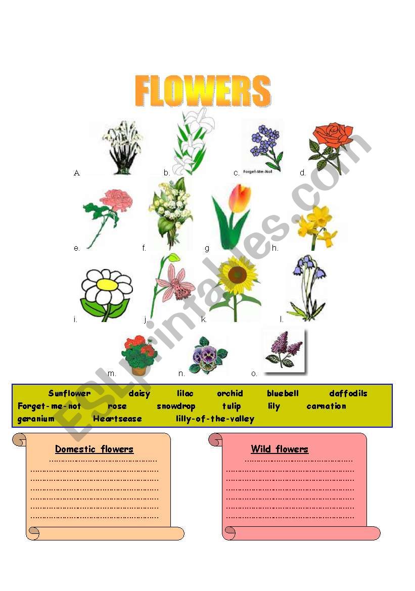 Flowers - ESL worksheet by donapeter