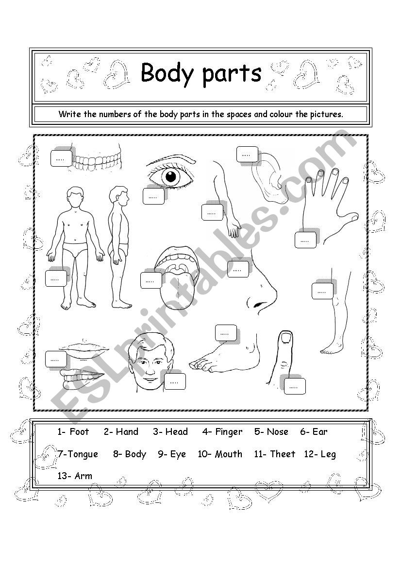 Body parts worksheet