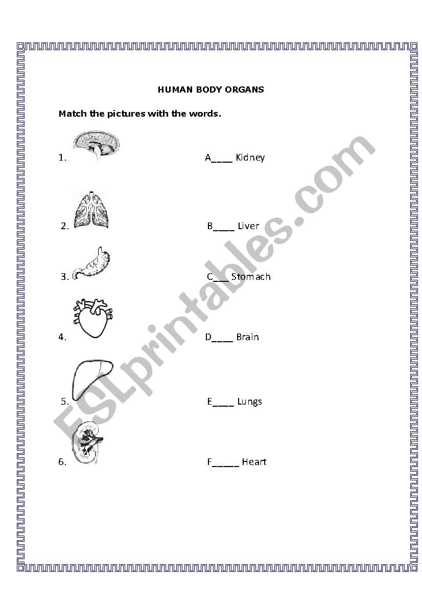 Human Body Organs worksheet