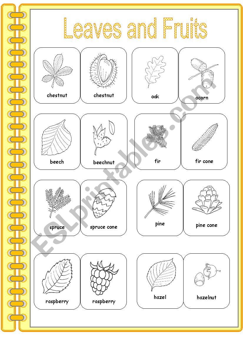 Leaves and their Fruit worksheet