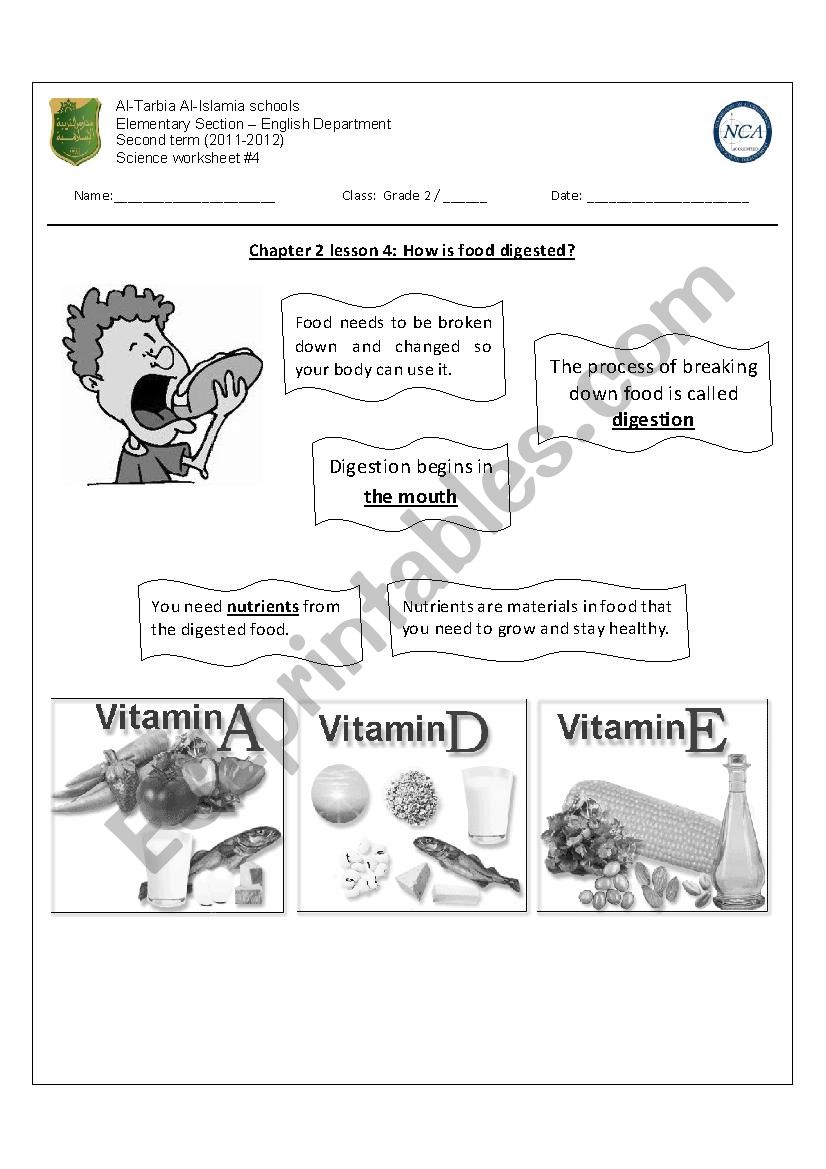 how is food digested? worksheet