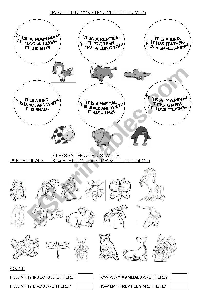 CLASSIFY ANIMALS worksheet