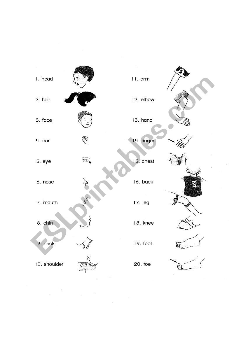 Parts of the body worksheet