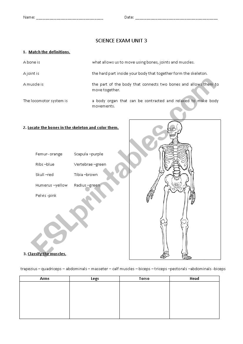 Bones - Science - Human Body worksheet