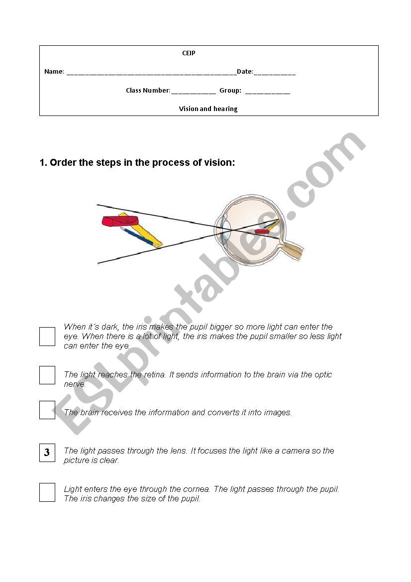 Vision and hearing worksheet