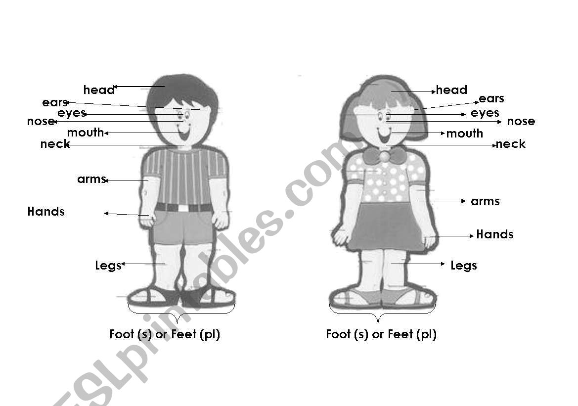 body parts worksheet