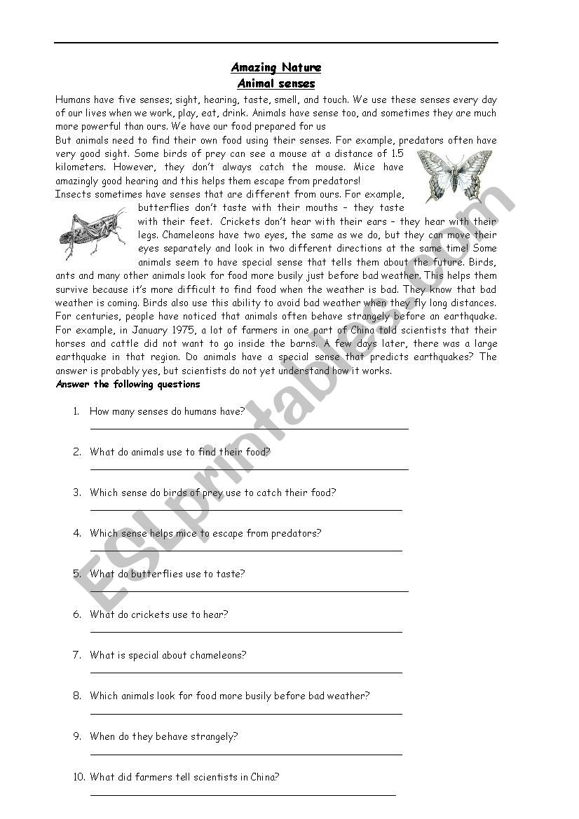 The 5 senses worksheet