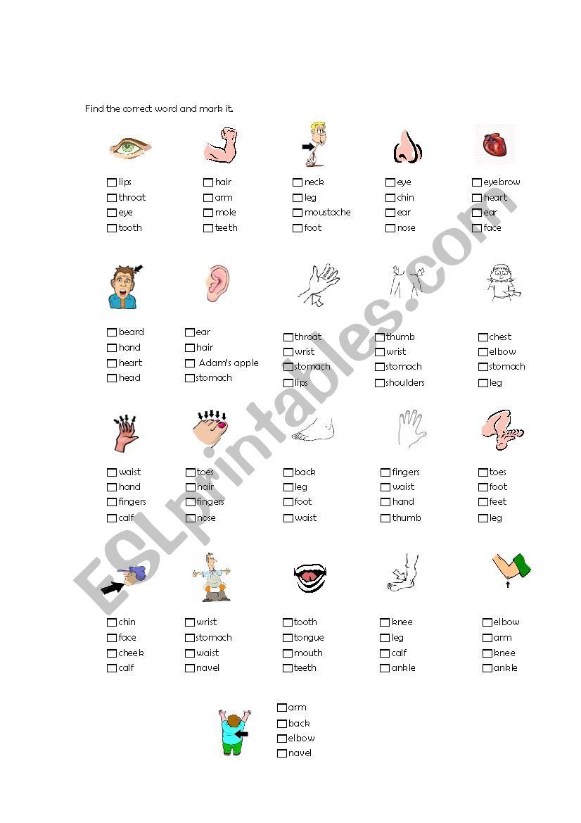 body parts, test worksheet