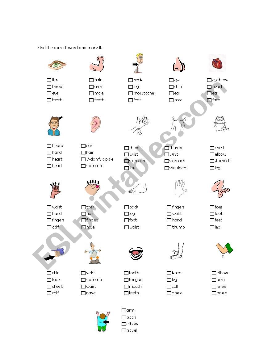 body parts, test worksheet