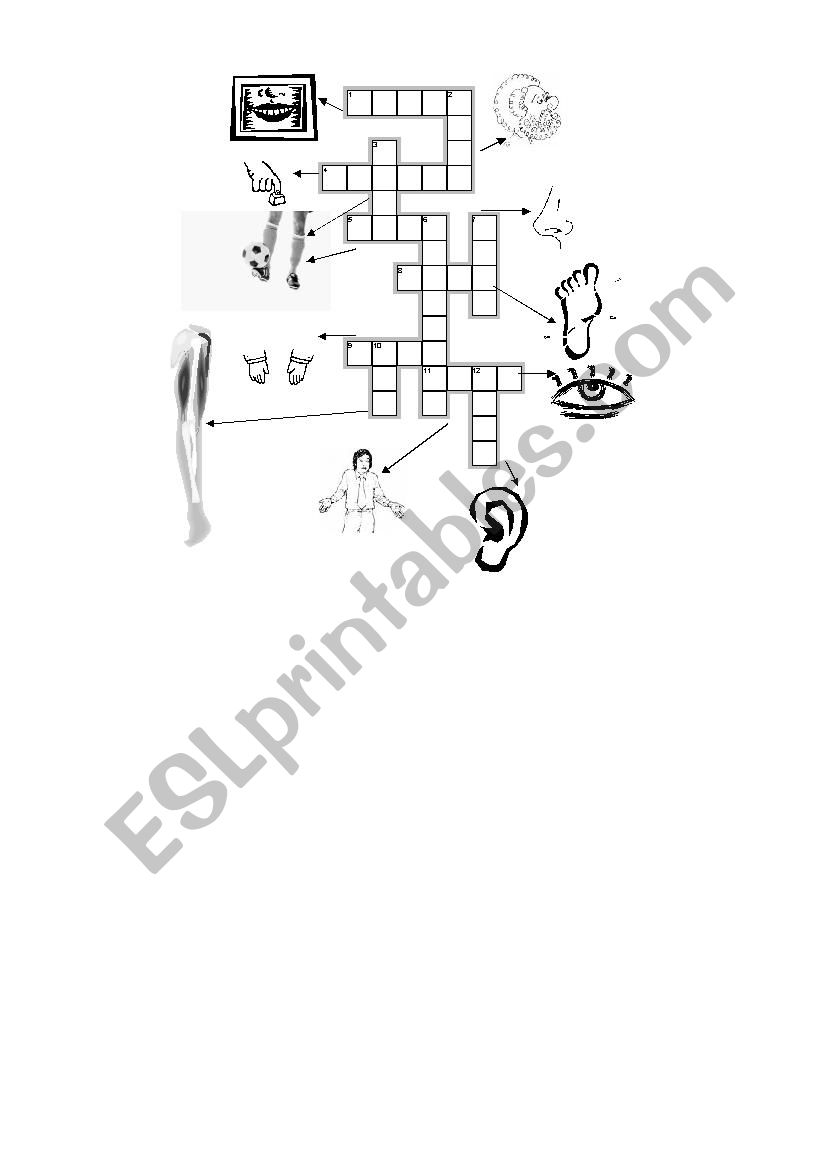 Body crossword worksheet