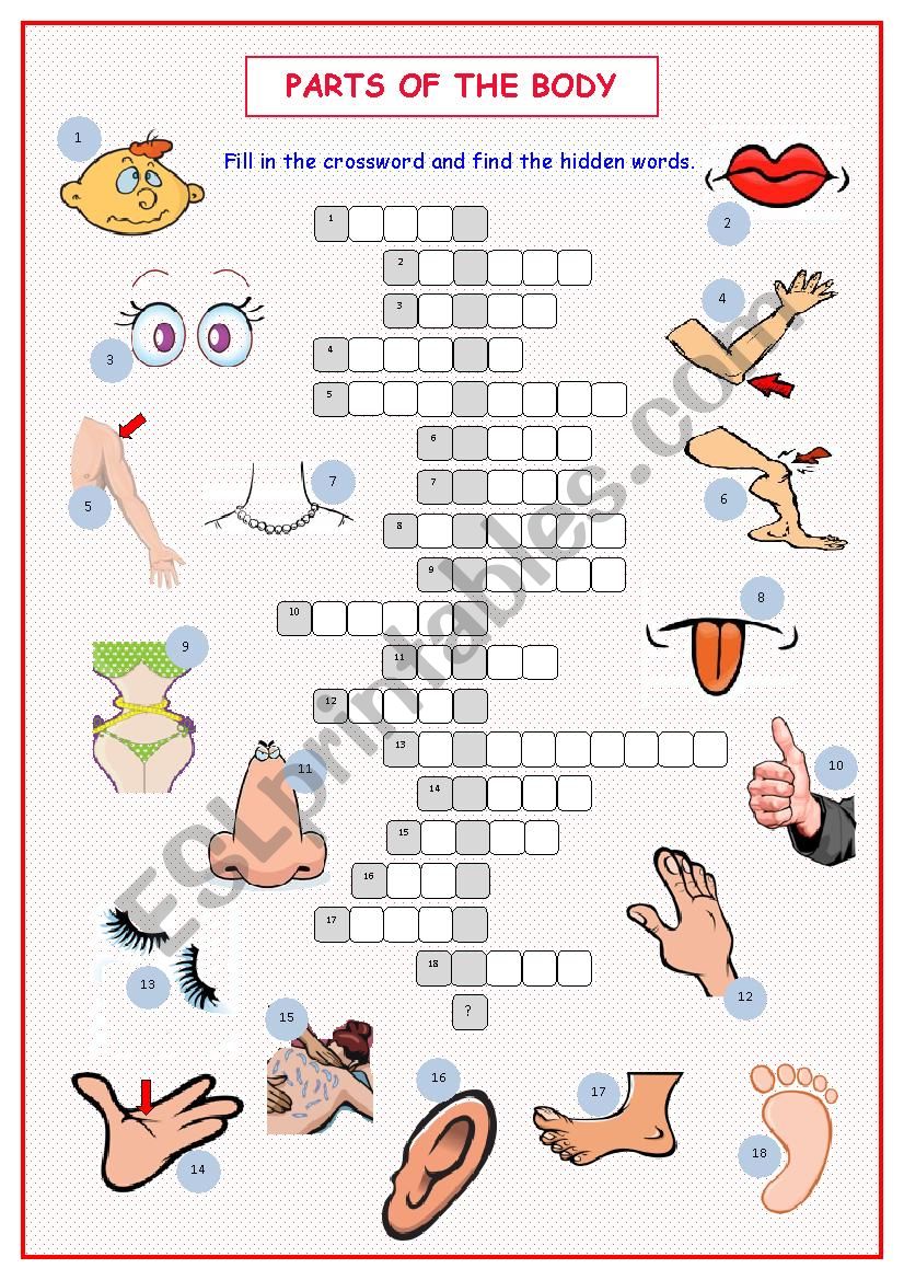 Body Parts Crossword Puzzle worksheet