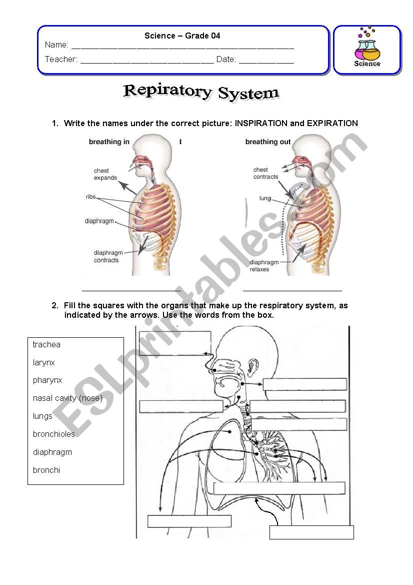 Respiratory System Review worksheet