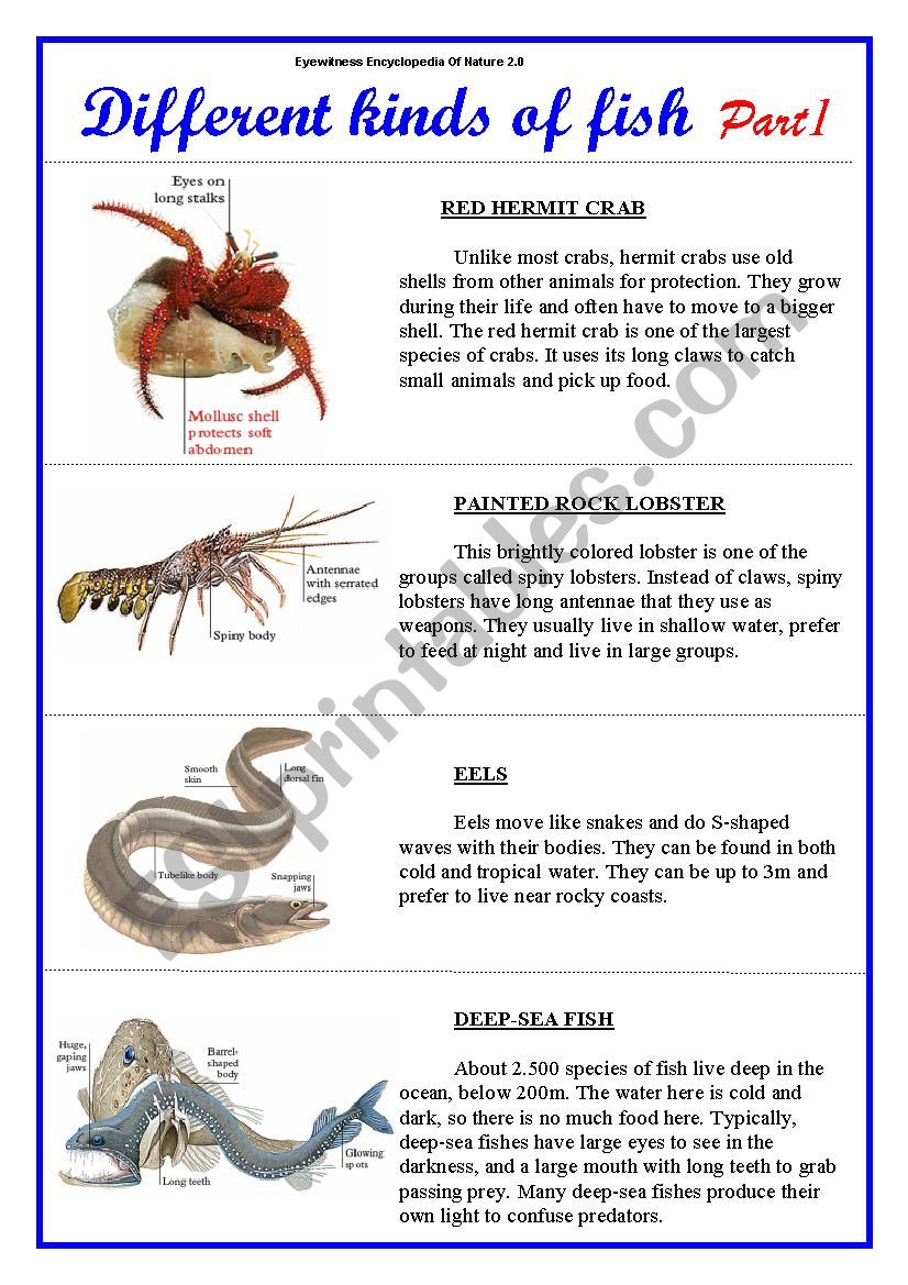 Different kinds of fish. Part 1.