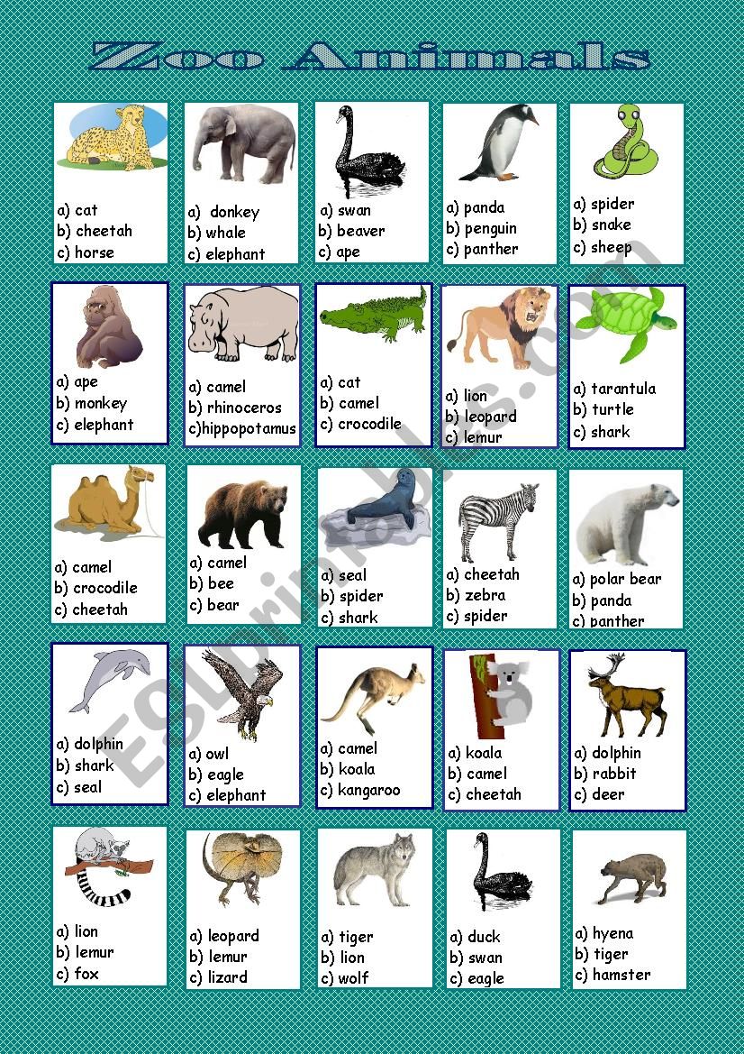 Zoo animals worksheet