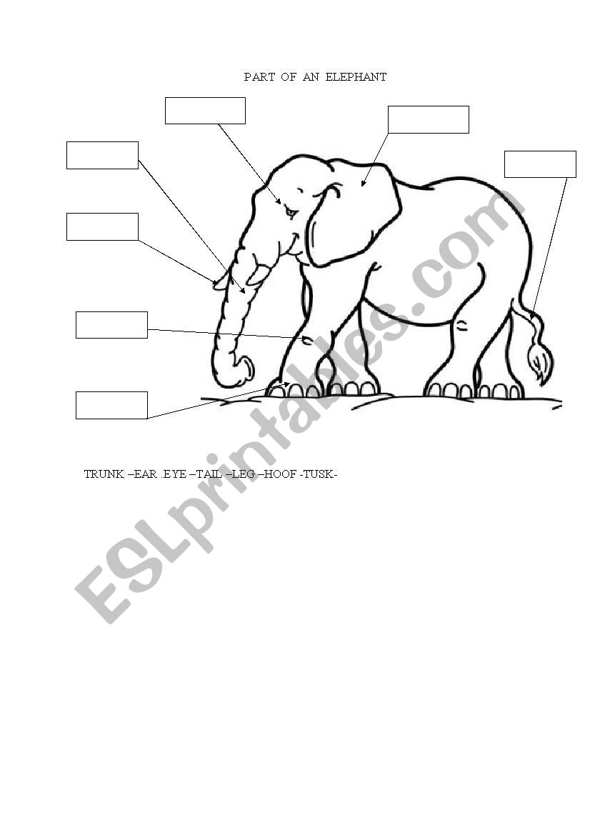 parts of an elephant worksheet